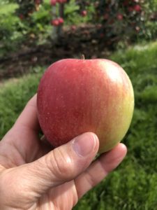 Close up of someone holding a red apple